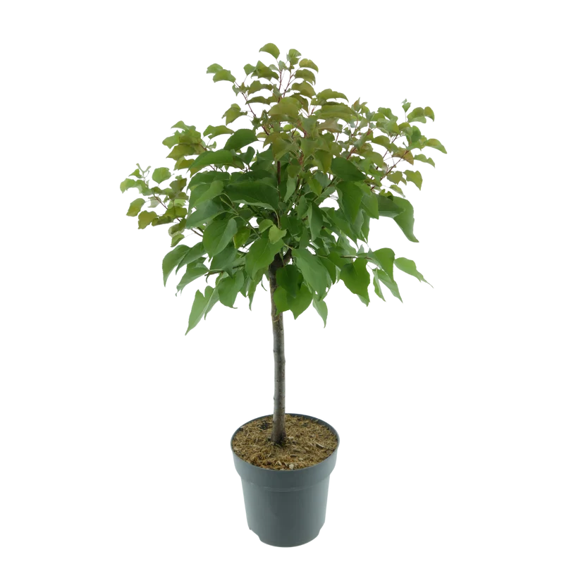 Bio-Zwergpflaume 'Hanna'