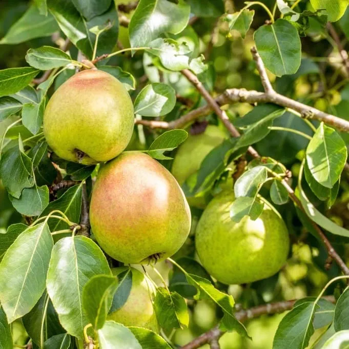 Bio-Birnbaum 'Vereins Dechantsbirne'