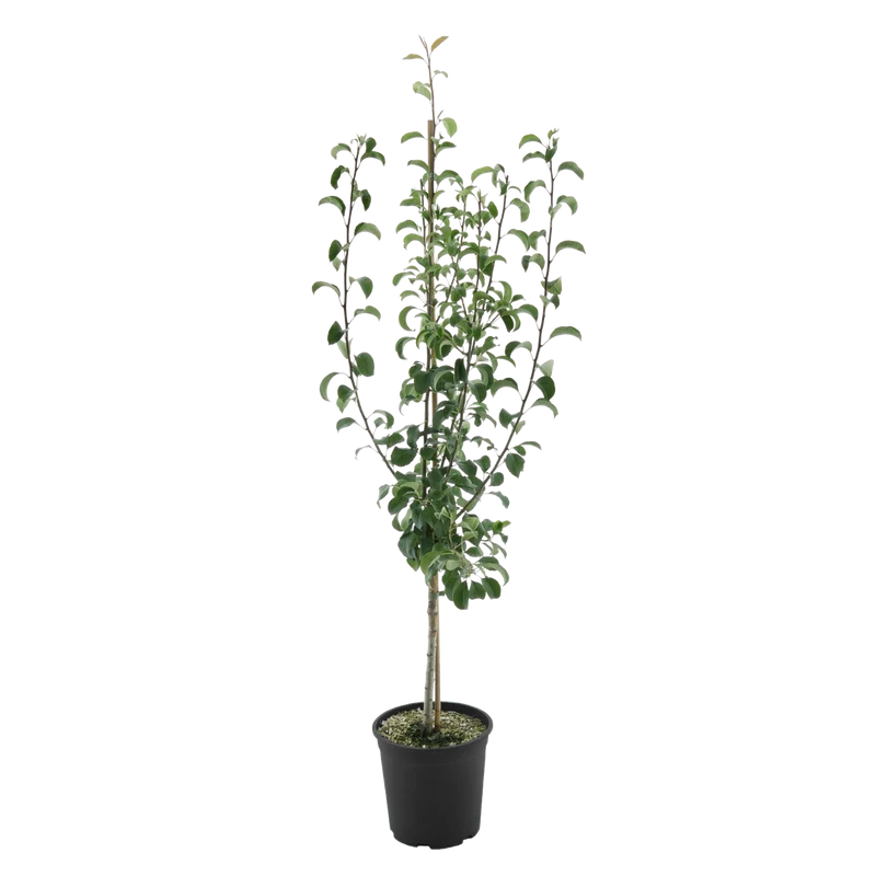 Bio-Birnbaum 'Petersbirne'