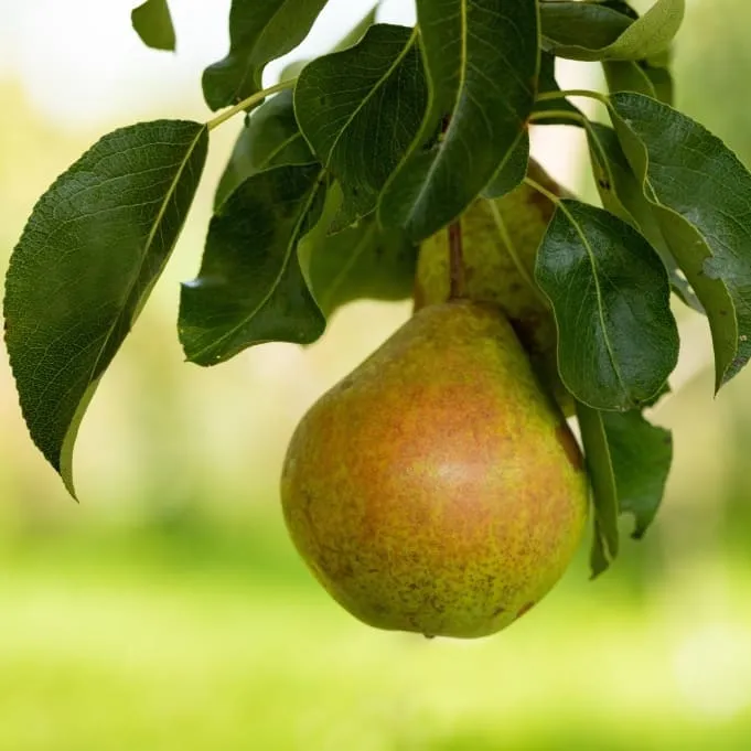 Bio-Birnbaum 'Petersbirne'