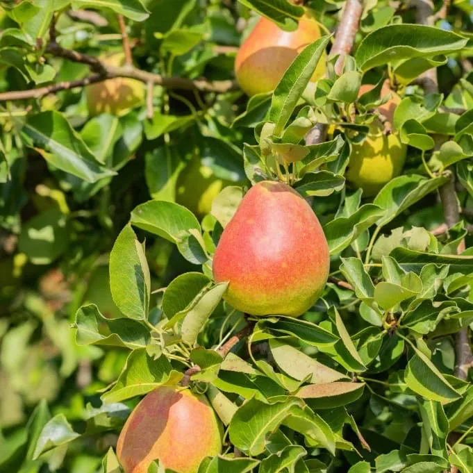 Bio-Birnbaum 'Nordhäuser Winterforelle'
