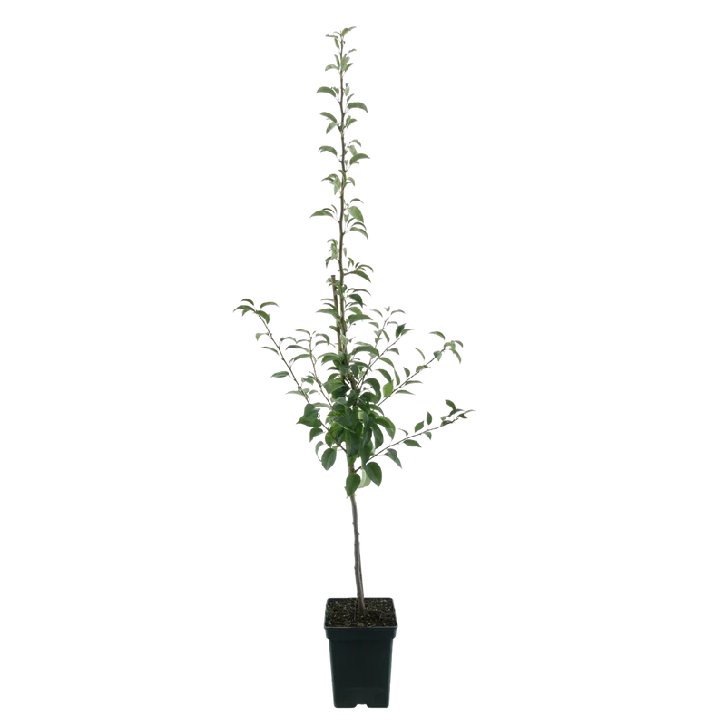 Bio-Birnbaum 'Gellerts Butterbirne'