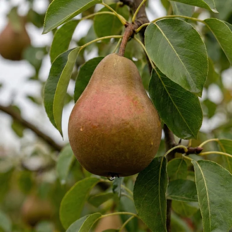 Bio-Birnbaum 'Gellerts Butterbirne'