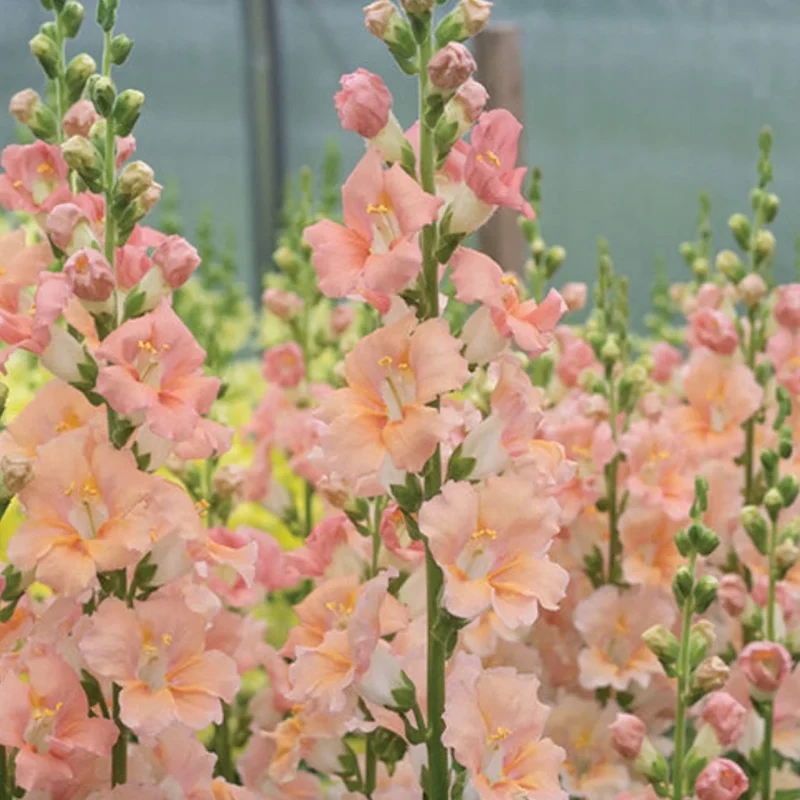 Salmon Snapdragon Seeds – Unique Vibrant Blooms for Garden Planting