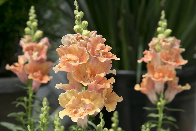 Salmon Snapdragon Seeds – Unique Vibrant Blooms for Garden Planting