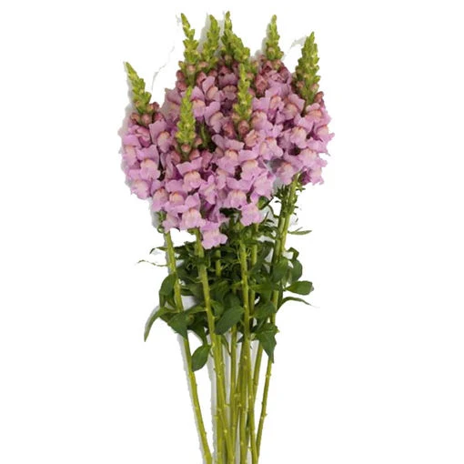 Mauve Snapdragon Flower Seeds – Elegant & Hardy Blooms for Your Garden