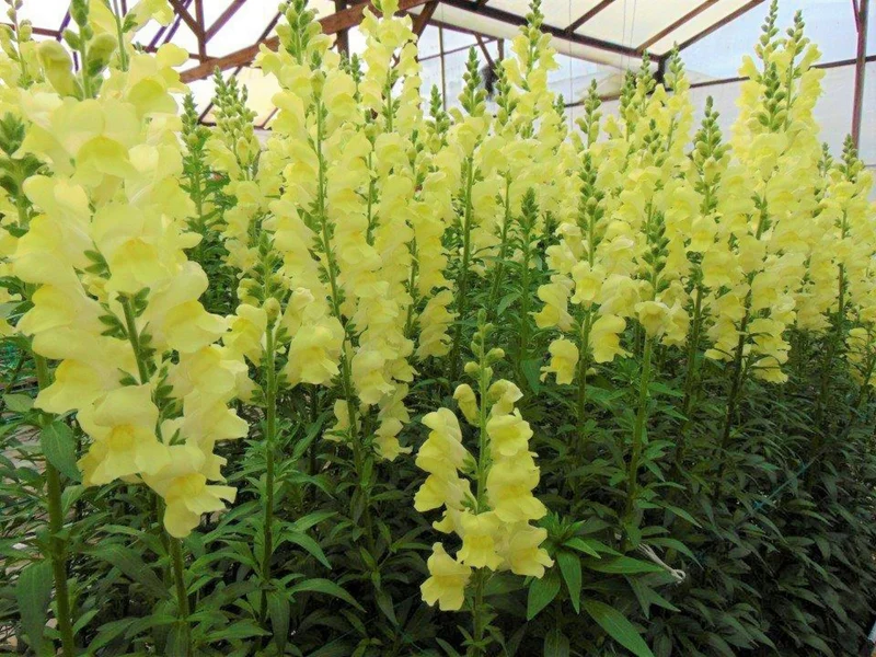 Lemon Yellow Snapdragon Flower Seeds – Bright & Cheerful Garden Blooms