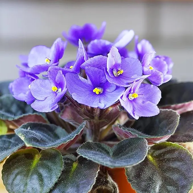 Mixed Color African Violet Seeds – Perennial Blooming Houseplant