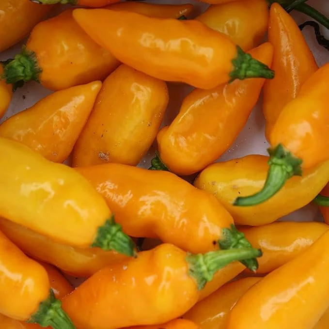 Datil Pepper Seeds For Planting