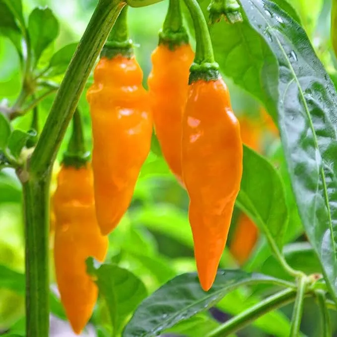 Datil Pepper Seeds For Planting