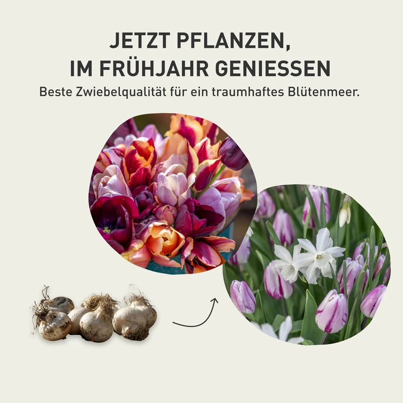 Blumenzwiebel-Kollektion 'Folk Story'