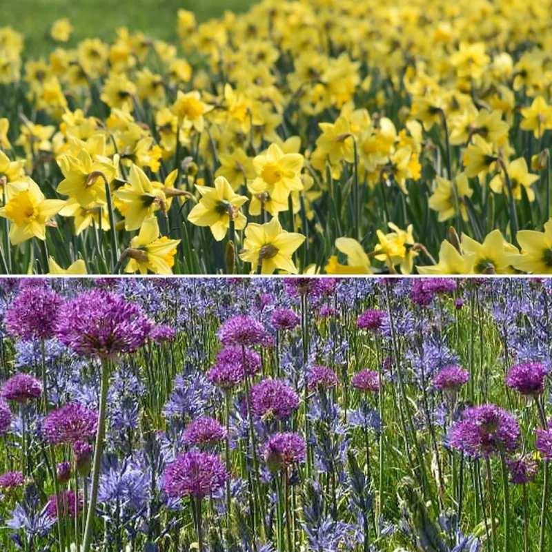 Blumenzwiebel-Mix 'Yellow & Purple Edition'
