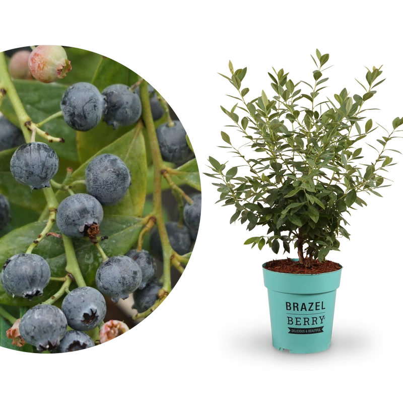 Blaubeere Brazelberry® 'Berry Bonanza'