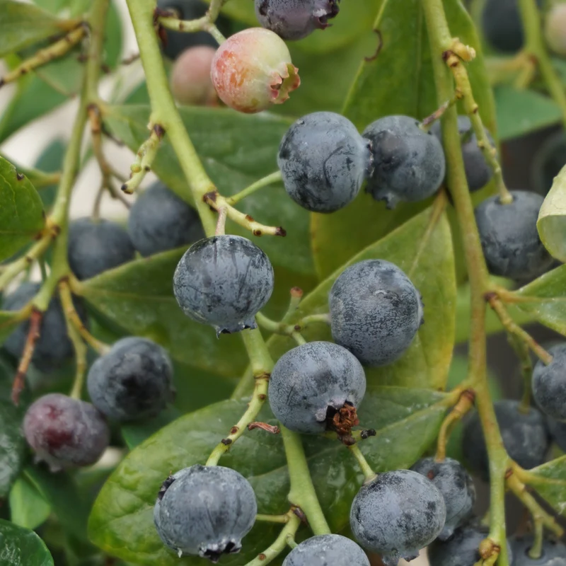 Blaubeere Brazelberry® 'Berry Bonanza'