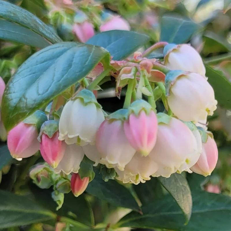 Blaubeere Brazelberry® 'Berry Bonanza'