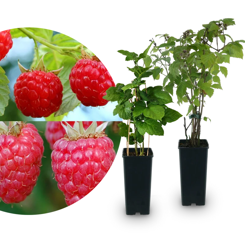 Bio-Himbeer-Duo Lange Erntezeit (2er Set)