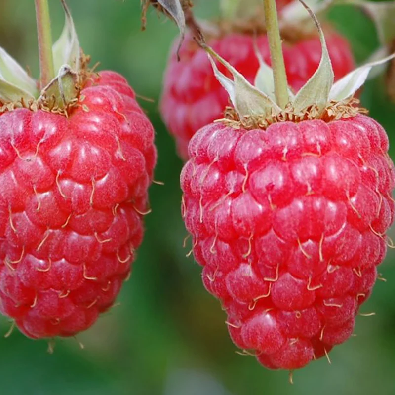 Bio-Himbeer-Duo Lange Erntezeit (2er Set)