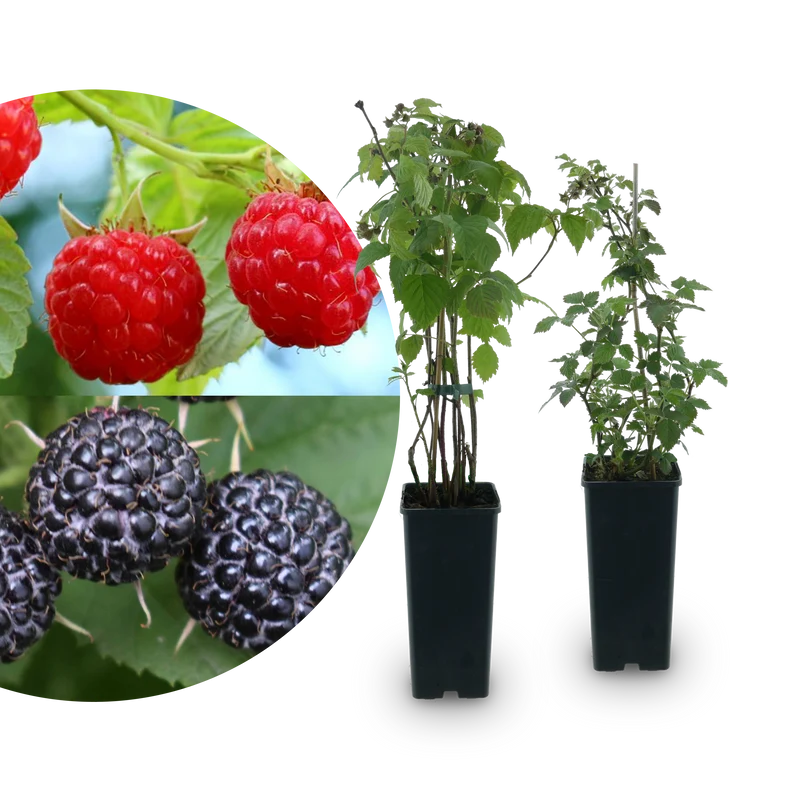Bio-Beeren-Duo Sommer-Nascherei (2er Set)