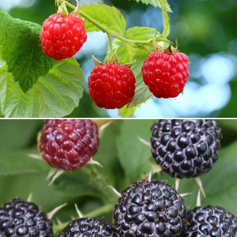 Bio-Beeren-Duo Sommer-Nascherei (2er Set)