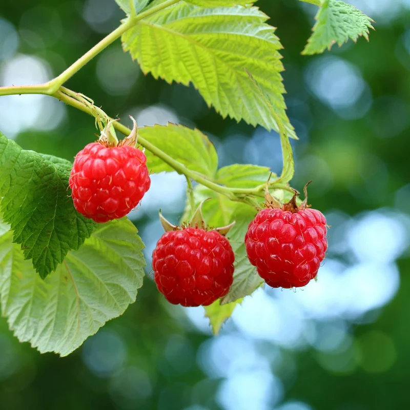Bio-Beeren-Duo Sommer-Nascherei (2er Set)