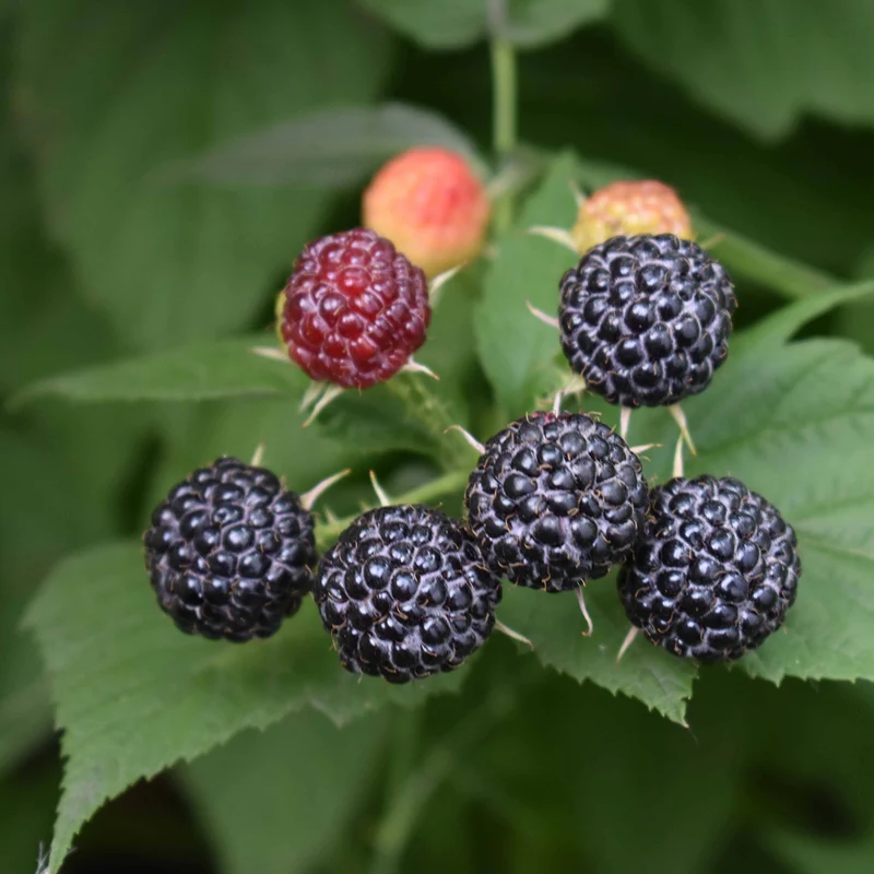 Bio-Beeren-Duo Sommer-Nascherei (2er Set)