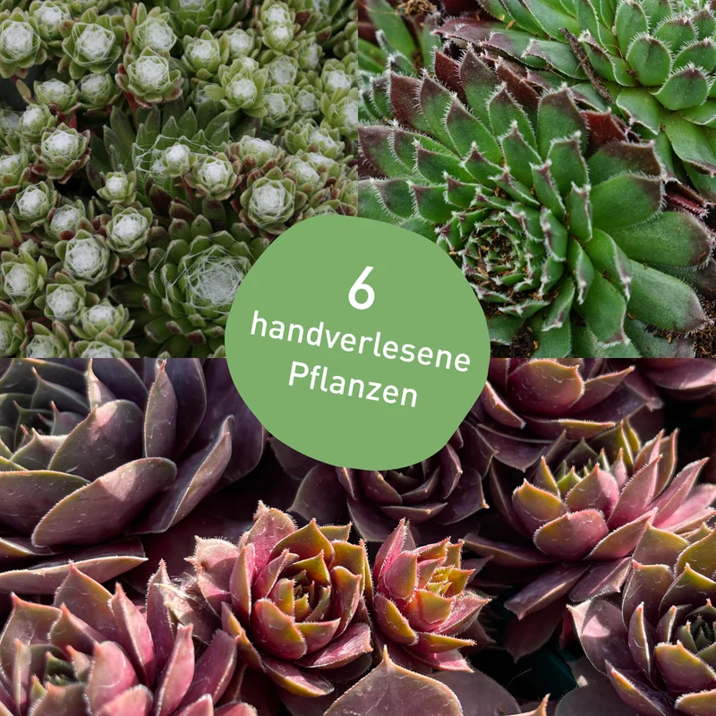Stauden-Set Hauswurz (6er Set)