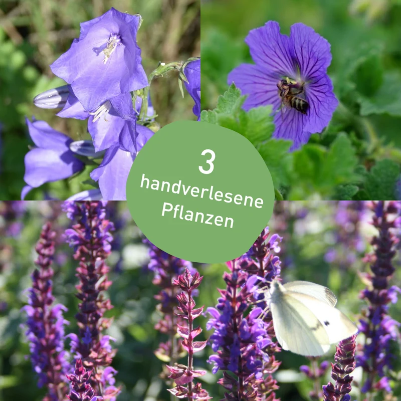Stauden-Set Rosenbegleiter Violett (3er Set)