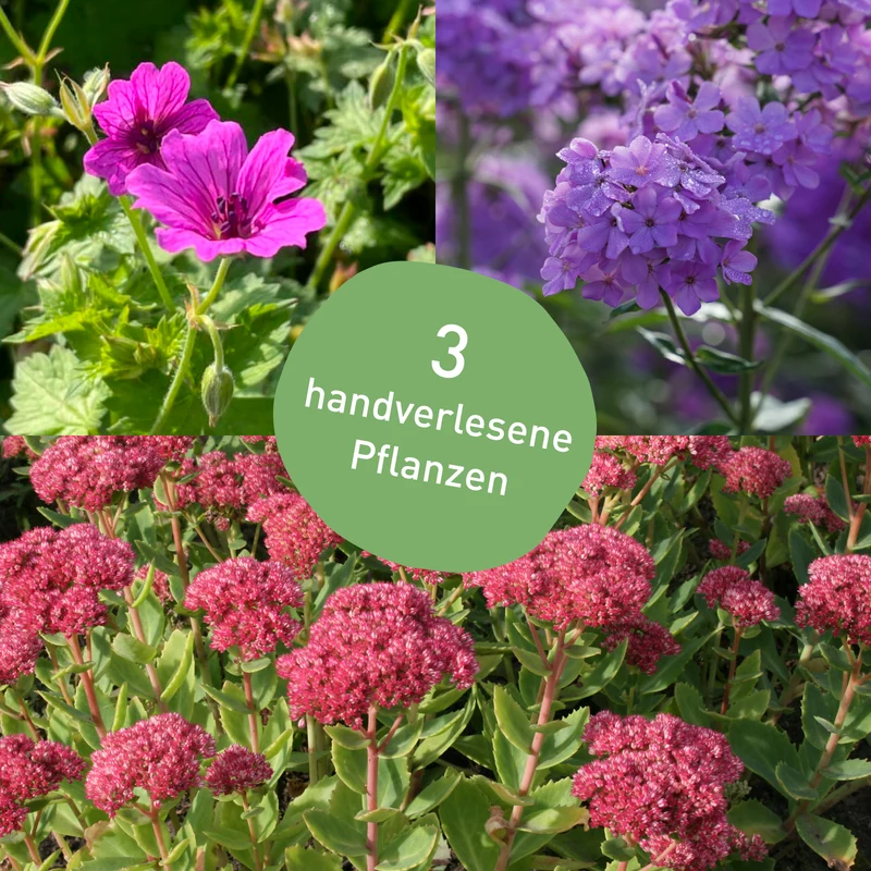 Stauden-Set Rosenbegleiter Rot-Rosa-Violett (3er Set)