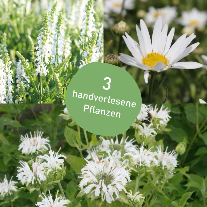 Stauden-Set Rosenbegleiter Weiß (3er Set)