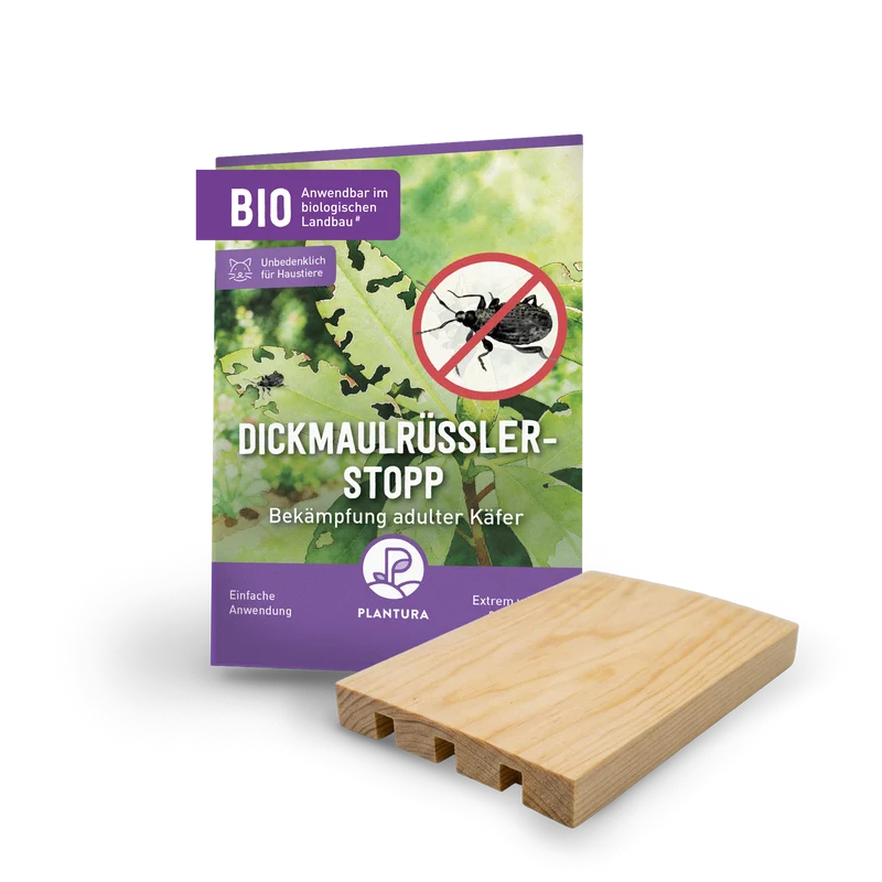 Dickmaulrüssler-Stopp - Bekämpfung adulter Käfer