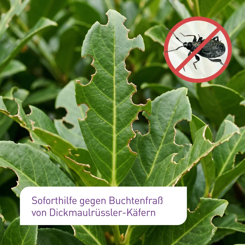 Dickmaulrüssler-Stopp - Bekämpfung adulter Käfer