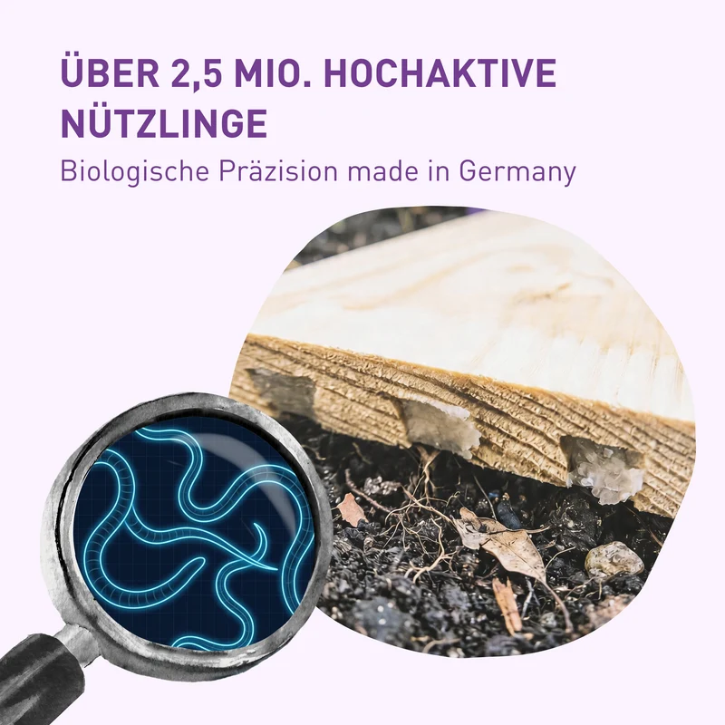 Dickmaulrüssler-Stopp - Bekämpfung adulter Käfer