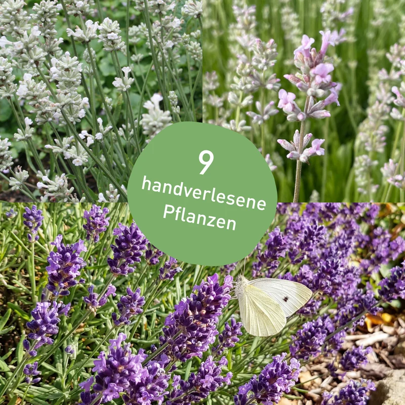 Stauden-Set Lavendel-Mix Dreifarbig (9er Set / 1,25 m²)