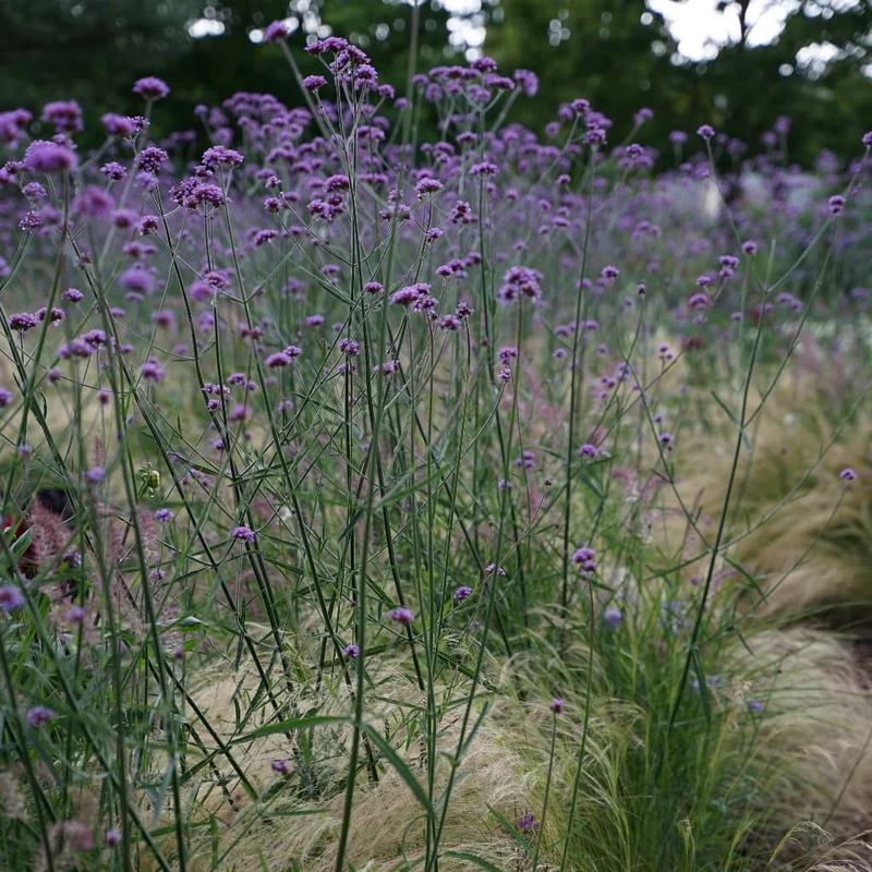 Verbene Violett