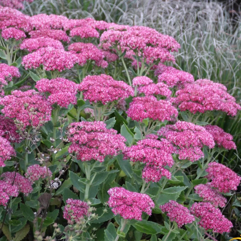 Fetthenne 'Herbstfreude' Rot