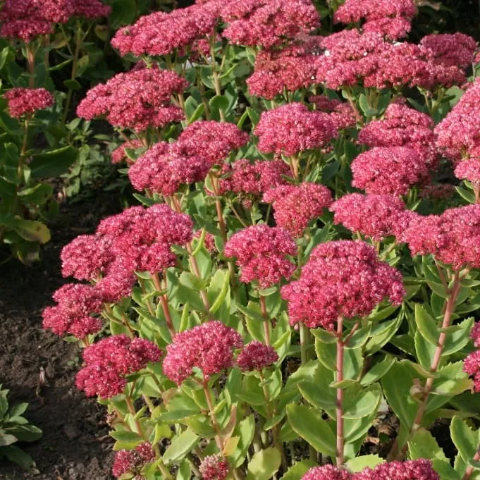 Fetthenne 'Herbstfreude' Rot