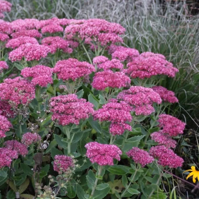 Fetthenne 'Herbstfreude' Rot