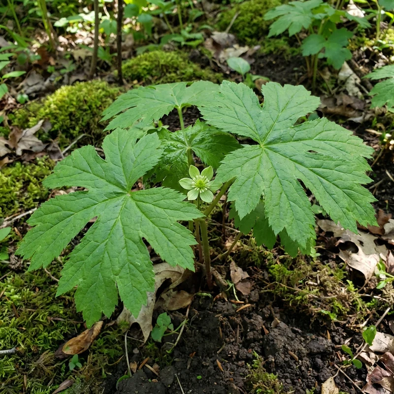 Goldenseal Herb Seeds (Hydrastis canadensis) for Planting – Woodland Garden Variety
