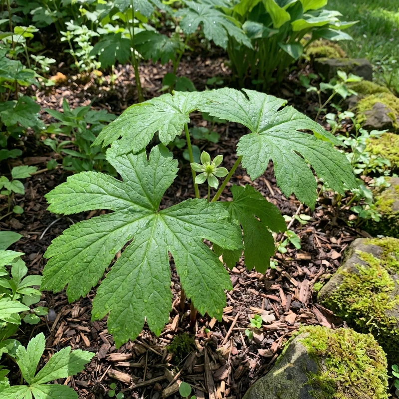 Goldenseal Root Seeds (Hydrastis canadensis) for Planting – Heirloom Shade-Loving Herb Seeds