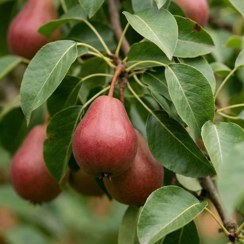 Bio-Birnbaum 'Blutbirne'