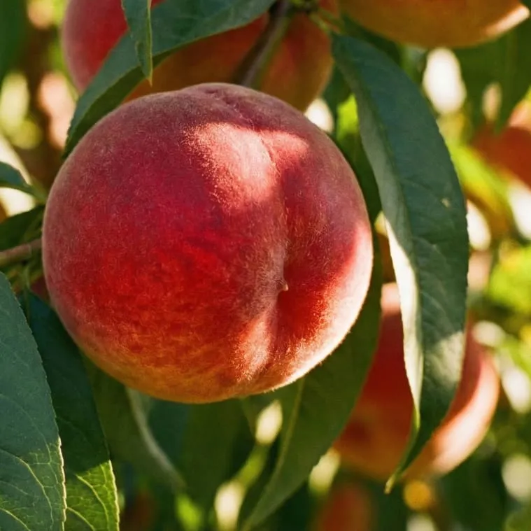 Bio-Pfirsichbaum 'Red Haven'