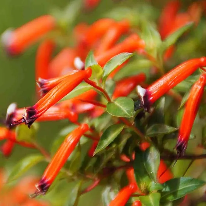 Cuphea Firecracker Plant Seeds – Vibrant Blooms, Deer Resistant, Pollinator Friendly