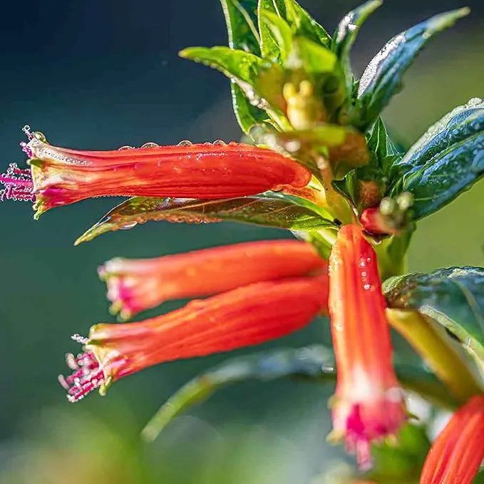 Cuphea Firecracker Plant Seeds – Vibrant Blooms, Deer Resistant, Pollinator Friendly