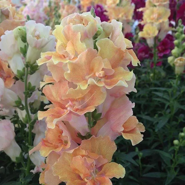 Peach Snapdragon Seeds – Soft Warm-Toned Garden Blooms