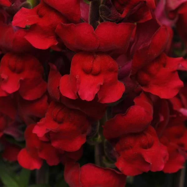 Burgundy Red Snapdragon Flower Seeds,Deep, Elegant Blooms for Your Garden