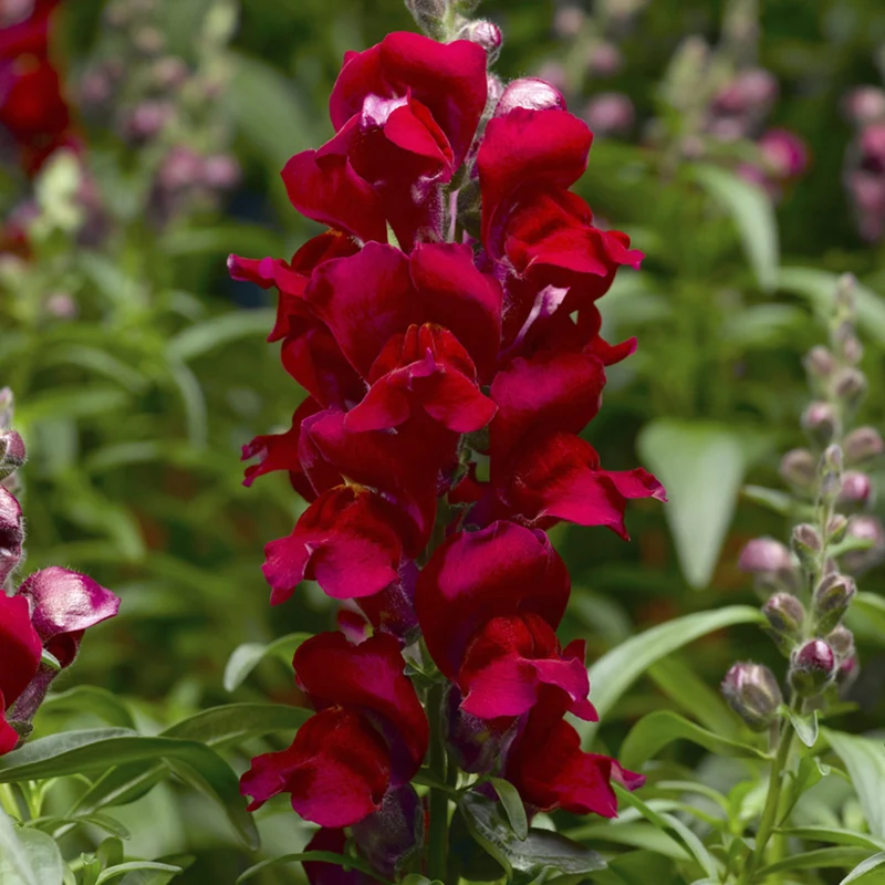Magenta Snapdragon Flower Seeds , Bold & Vibrant Garden Blooms