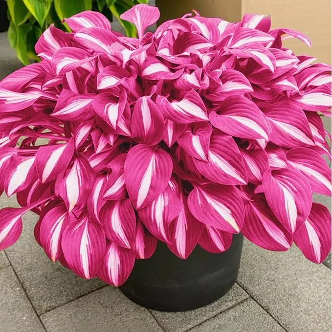Pink White Hosta Seeds – Variegated Shade-Loving Perennial for Borders & Gardens