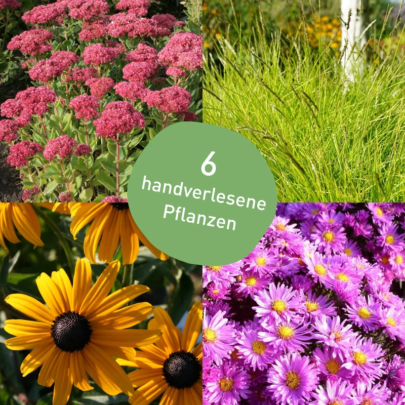 Herbststauden-Set Klassiker (6er Set / 0,75 m²)