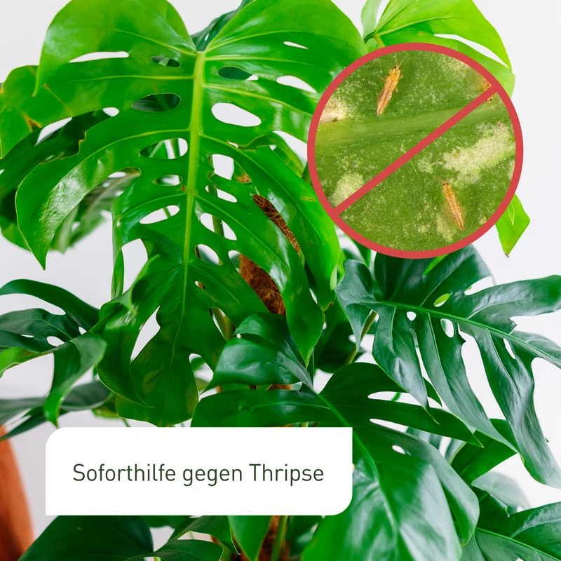 SF-Nematoden gegen Thripse