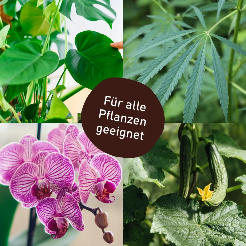 SF-Nematoden gegen Thripse